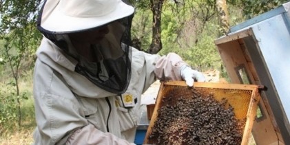 Noile măsuri UE distrug apicultura din Marmureş.