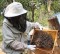 Noile măsuri UE distrug apicultura din Marmureş.